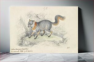 Πίνακας, Gray Fox by Charles Hamilton Smith