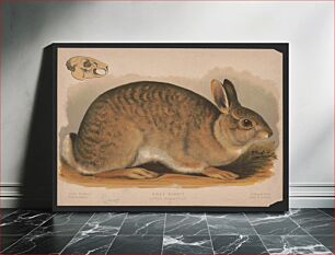 Πίνακας, Gray rabbit - Lepus sylvaticus E.K. (1874) by L. Prang & Co.,