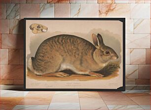 Πίνακας, Gray rabbit - Lepus sylvaticus / E.K