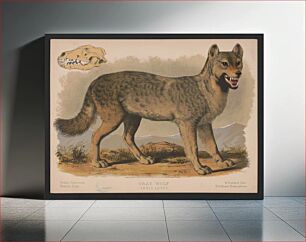 Πίνακας, Gray wolf - Canis lupus