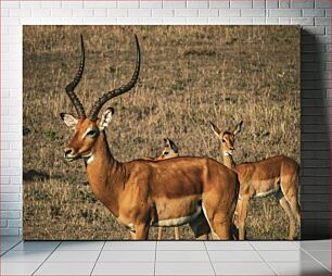 Πίνακας, Grazing Antelopes in the Wild Βόσκουν αντιλόπες στην άγρια ​​φύση