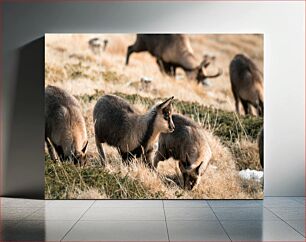 Πίνακας, Grazing Goats in a Meadow Βόσκουν Κατσίκες σε Λιβάδι