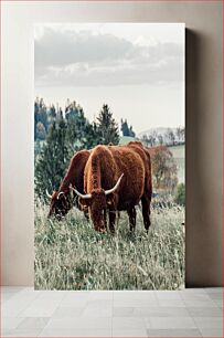 Πίνακας, Grazing Highland Cattle Βοοειδή βοσκής Highland