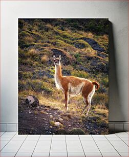 Πίνακας, Grazing Llama in the Wild Βόσκοντας τη λάμα στην άγρια ​​φύση