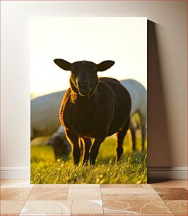 Πίνακας, Grazing Sheep in Sunset Πρόβατα που βόσκουν στο ηλιοβασίλεμα