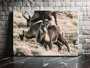 Πίνακας, Grazing Wild Goats Βόσκουν Αγριοκάτσικα