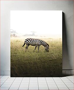 Πίνακας, Grazing Zebra in a Field Βόσκηση ζέβρας σε χωράφι
