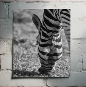 Πίνακας, Grazing Zebra in Black and White Ζέβρα βοσκής σε ασπρόμαυρο