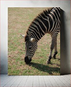 Πίνακας, Grazing Zebra Ζέβρα βοσκής