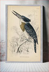 Πίνακας, Great African Kingfisher, Plate 11 from Birds of Western Africa, William Home Lizars