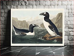 Πίνακας, Great Auk from Birds of America (1827) by John James Audubon, etched by William Home Lizars