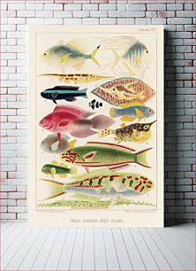 Πίνακας, Great Barrier Reef Fishes from The Great Barrier Reef of Australia (1893) by William Saville-Kent (1845-1908)