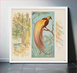Πίνακας, Great Bird of Paradise, from Birds of the Tropics series (N38) for Allen & Ginter Cigarettes