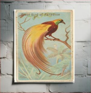 Πίνακας, Great Bird of Paradise, from the Birds of the Tropics series (N5) for Allen & Ginter Cigarettes Brands issued by Allen & Ginter
