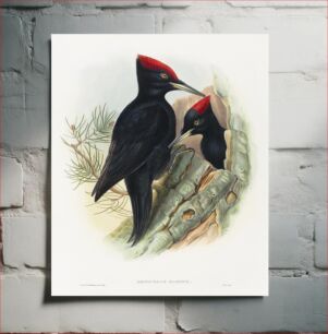 Πίνακας, Great Black Woodpecker; Dryocopus martius (1804–1902) by John Gould and Henry Constantine Richter