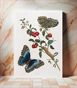 Πίνακας, Great Blue Butterflies and Red Fruits (1705-1771), vintage botanical illustration by Maria Sibylla Merian