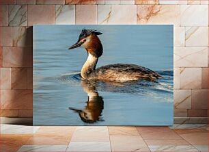 Πίνακας, Great Crested Grebe Swimming Μεγάλη λοφιοφόρος κολύμβηση