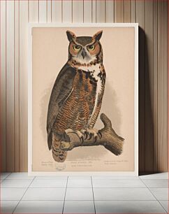Πίνακας, Great horned owl. Bubo virginianus bon