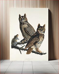 Πίνακας, Great Horned Owl from Birds of America (1827) by John James Audubon, etched by William Home Lizars