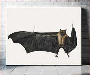 Πίνακας, Great Indian Fruit Bat (ca. 1777–1782)