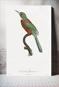 Πίνακας, Great Jacamar from Histoire Naturelle des Oiseaux de Paradis et Des Rolliers (1806) by Jacques Barraband (1767-1809)