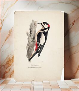Πίνακας, Great spotted woodpecker, male, 1828 - 1838, Wilhelm von Wright