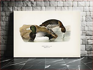 Πίνακας, Greater Scaup, Scaup (Nyroca marila) illustrated by the von Wright brothers