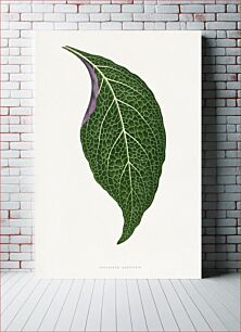 Πίνακας, Green Adelaster Albivenis leaf illustration