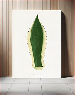Πίνακας, Green agave leaf illustration