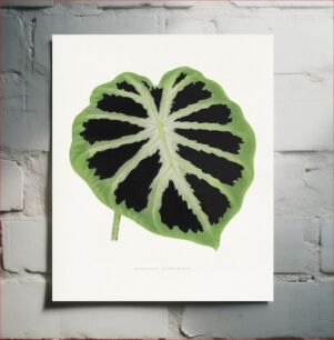 Πίνακας, Green Alocasia leaf illustration