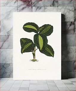 Πίνακας, Green Ancectochilus Xanthophyllus leaf illustration