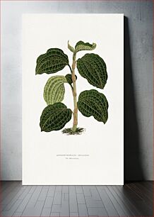 Πίνακας, Green Anoechtochilus Setaceus leaf illustration