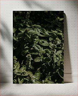 Πίνακας, Green Basil Plants Πράσινα φυτά βασιλικού