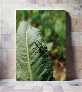 Πίνακας, Green Beetle on Leaf Πράσινο σκαθάρι σε φύλλο