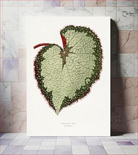 Πίνακας, Green begonia leaf illustration