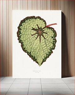 Πίνακας, Green Begonia Rex leaf illustration