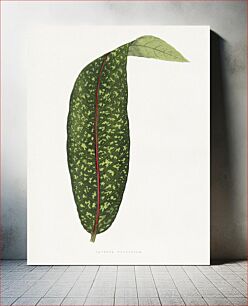 Πίνακας, Green benjamin fawsett leaf illustration