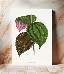 Πίνακας, Green Bertolonia Guttata leaf illustration