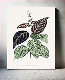 Πίνακας, Green Bignonia Argyro Violascens leaf illustration