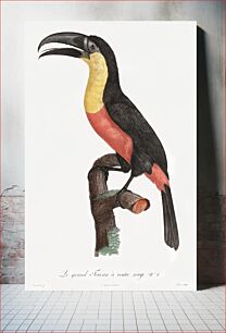 Πίνακας, Green-billed toucan from Histoire Naturelle des Oiseaux de Paradis et Des Rolliers (1806) by