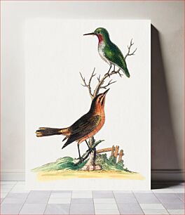 Πίνακας, Green Bird with Red Throat and Brown and Orange Bird (1743-1751) by George Edwards