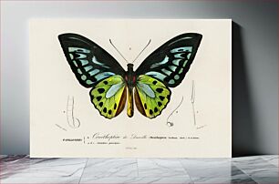 Πίνακας, Green birdwing (Ornithoptera priamus) illustrated by Charles Dessalines D' Orbigny (1806-1876)