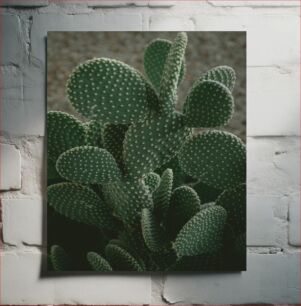 Πίνακας, Green Cactus in Focus Πράσινος κάκτος στο επίκεντρο