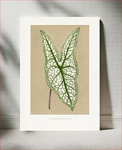 Πίνακας, Green Caladium Belleymii leaf illustration