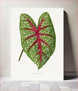 Πίνακας, Green Caladium Chantini leaf illustration