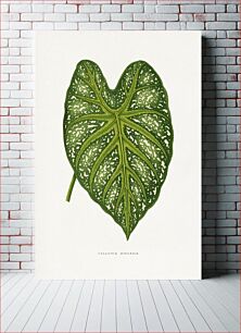 Πίνακας, Green Caladium Mirabile leaf illustration