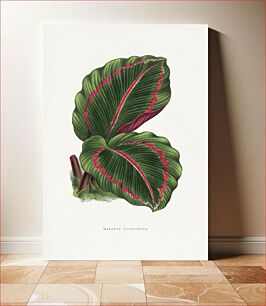 Πίνακας, Green corona player plant illustration