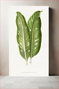 Πίνακας, Green Dieffenbachia Baraquiniana leaf illustration