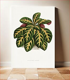 Πίνακας, Green Eranthemum Igneum leaf illustration