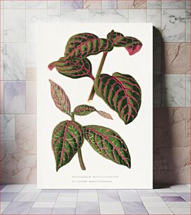 Πίνακας, Green Eranthemum leaf illustration